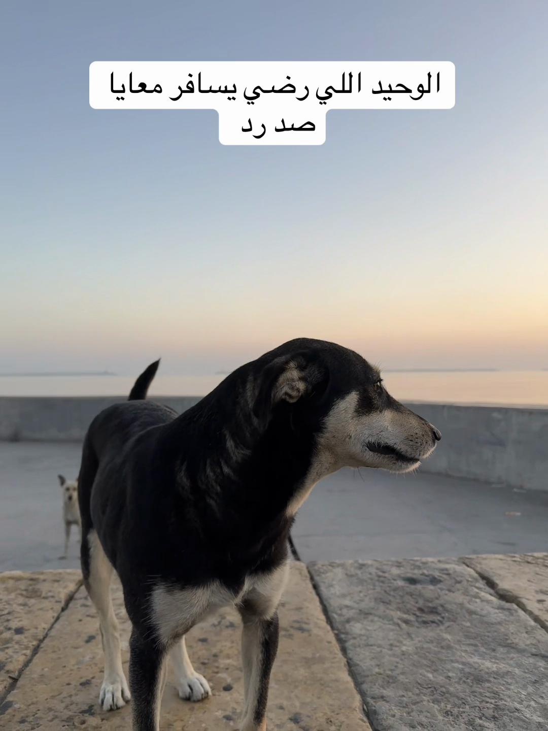 @Mohamed Khaled