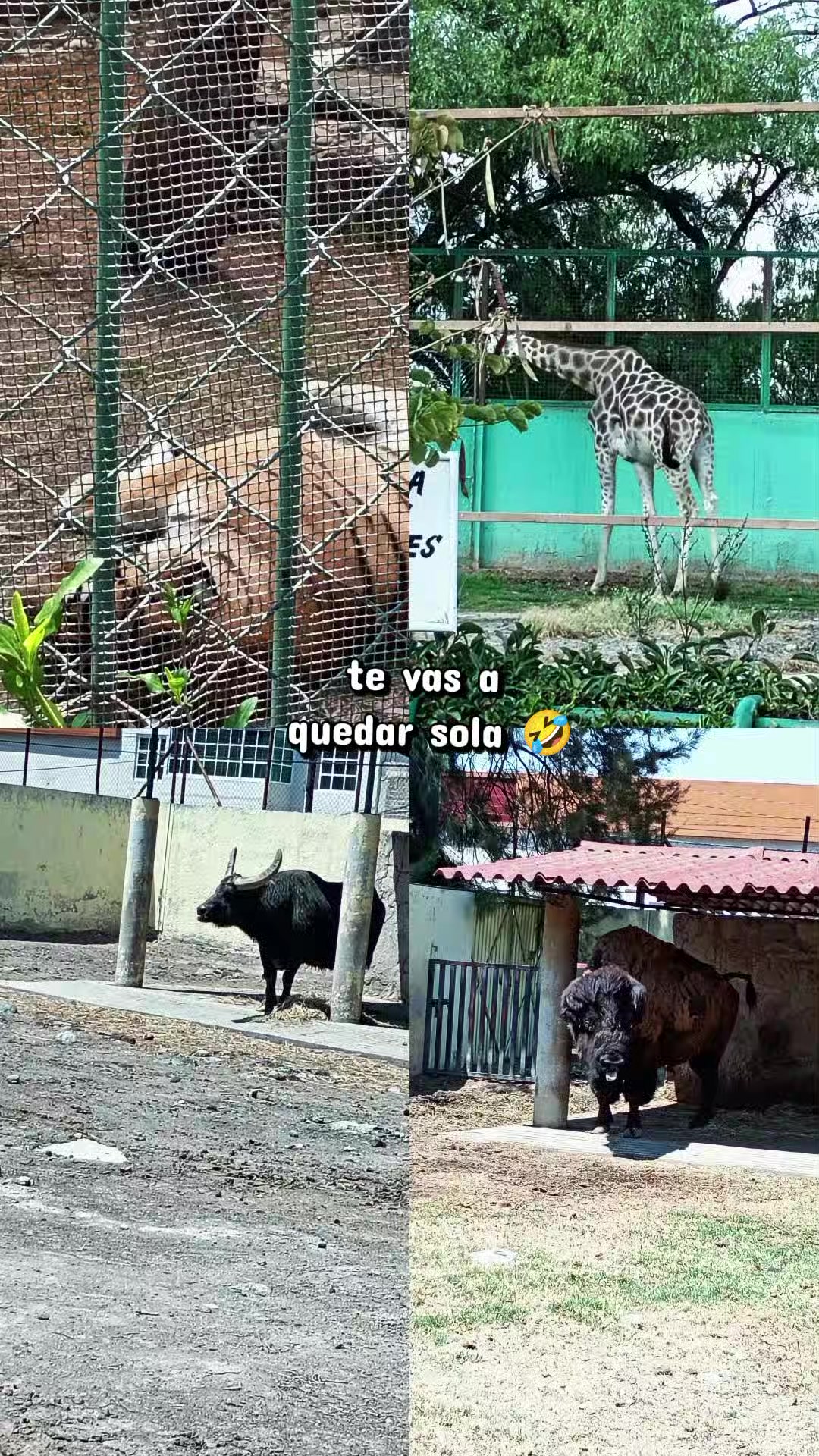 @Aylin Rubi
