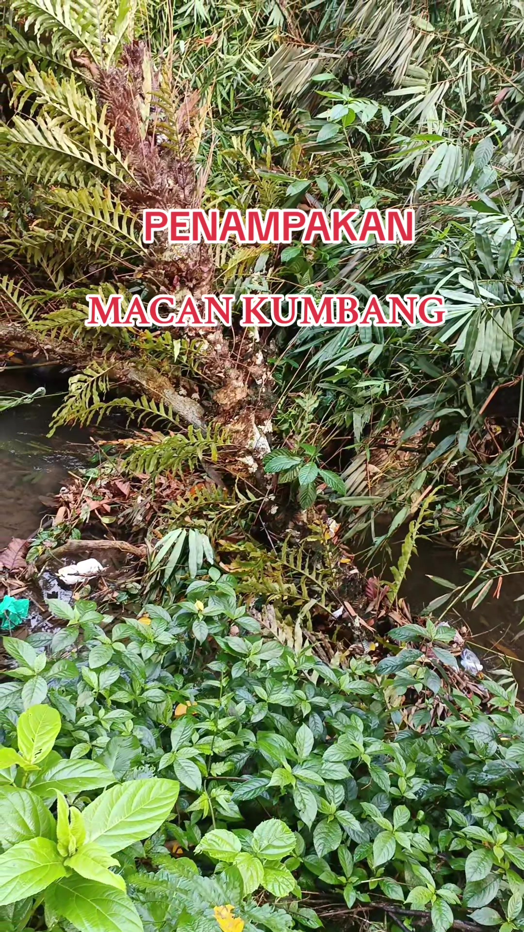 @kopi ireng