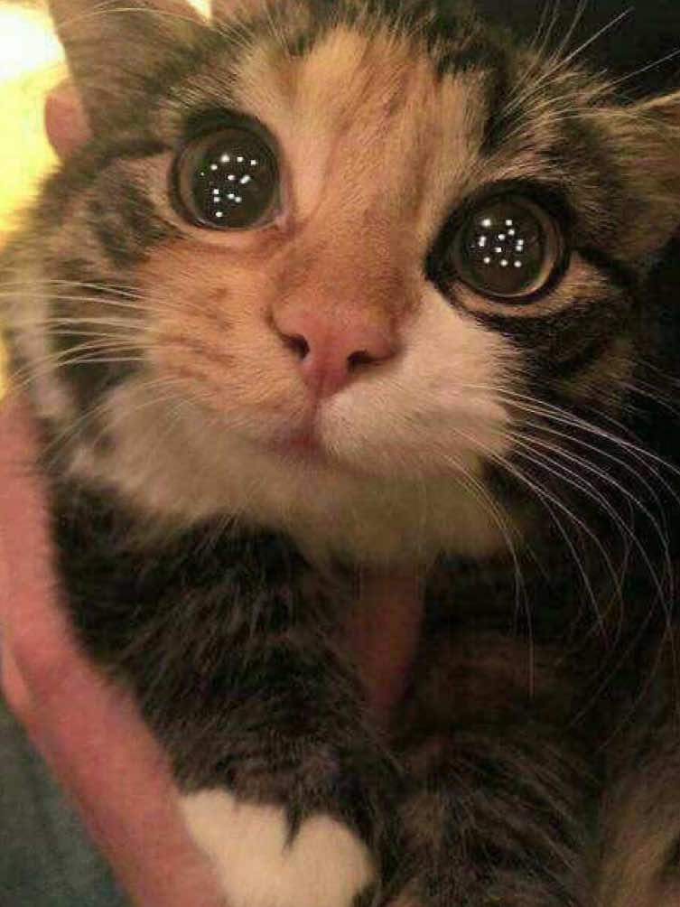 @Линочка Фонк𖣂