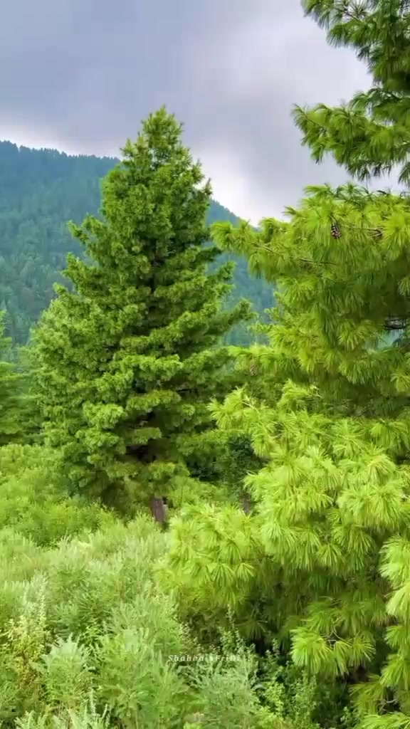 @shaharulislam32