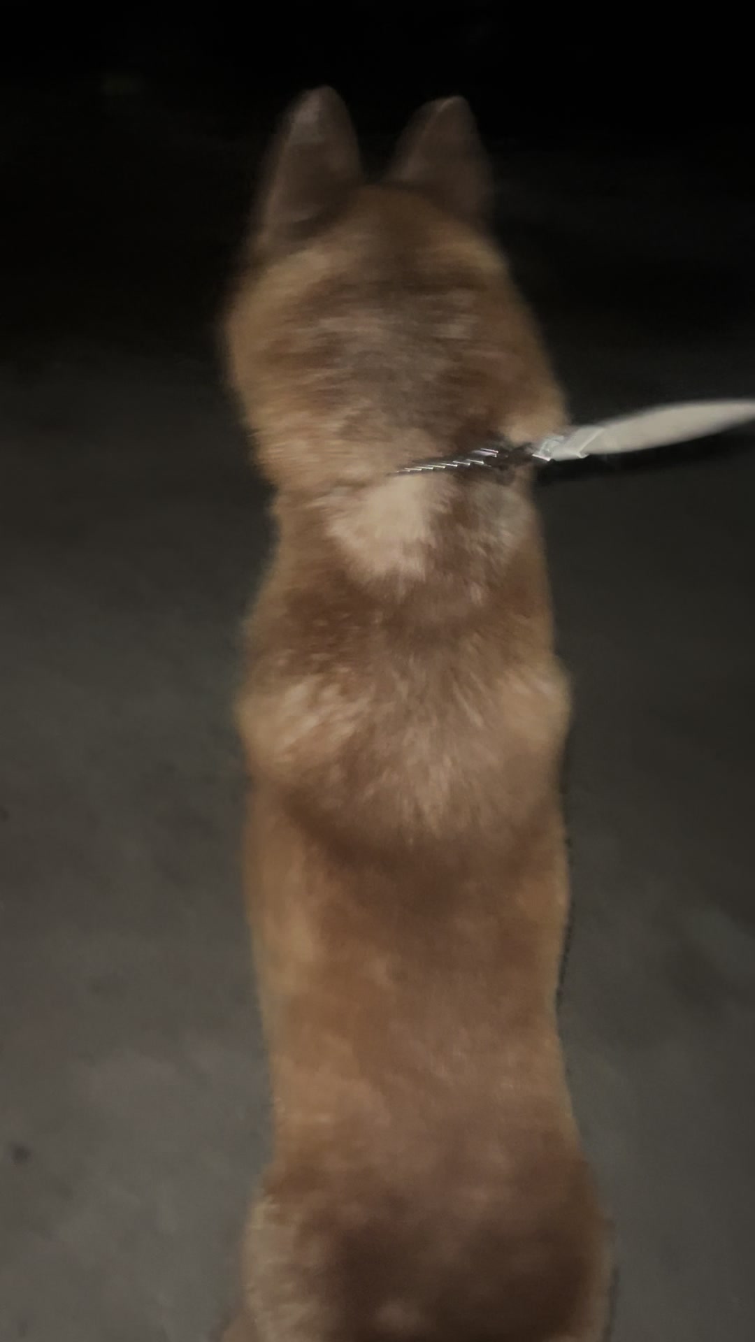 @lbella_Huskyy