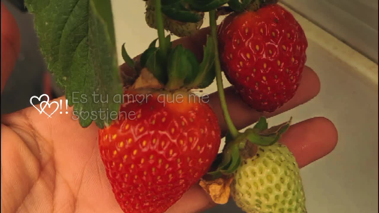 @🍓 Vanessa 🍒