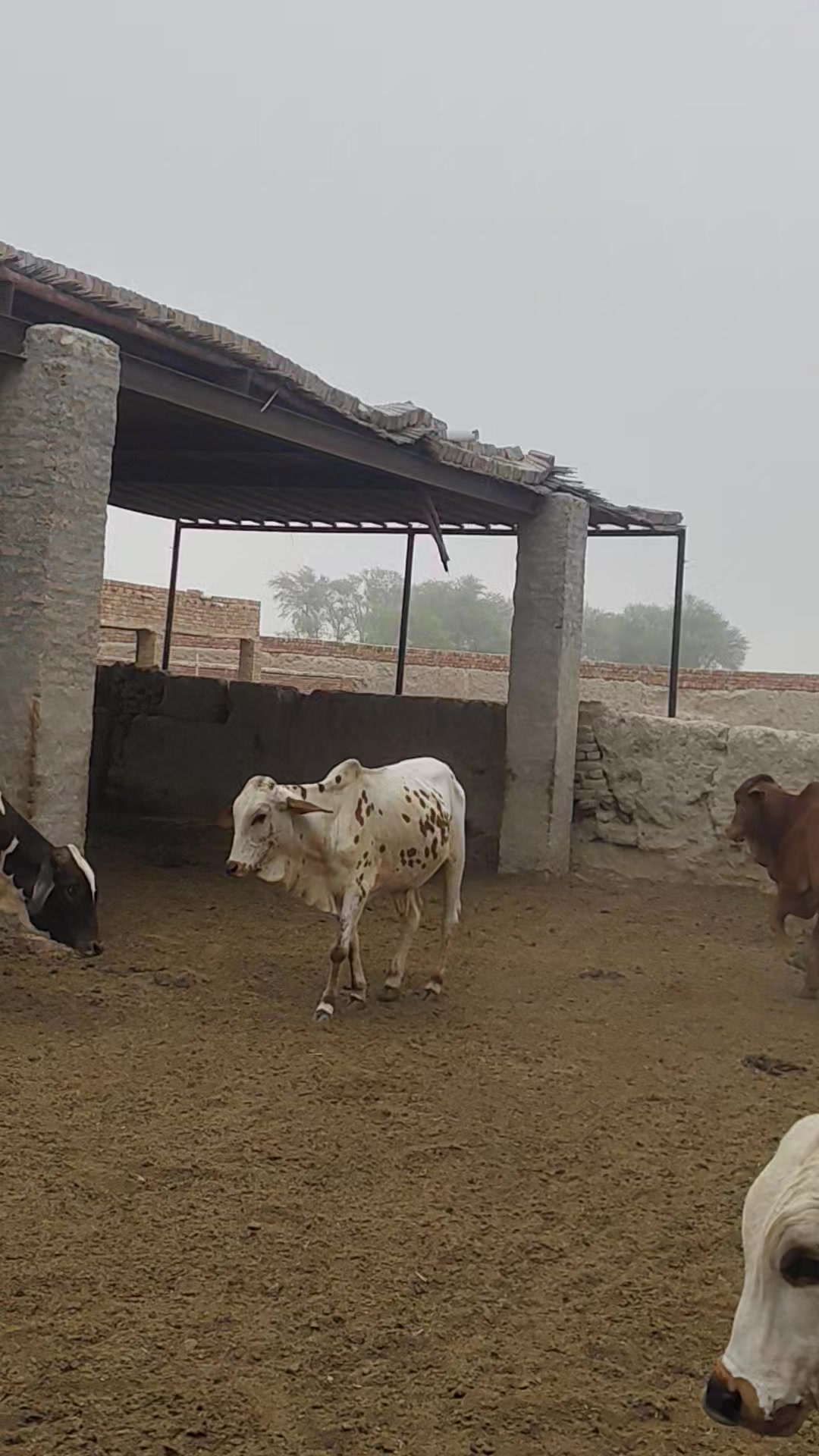 @Tareen Cattel Farm