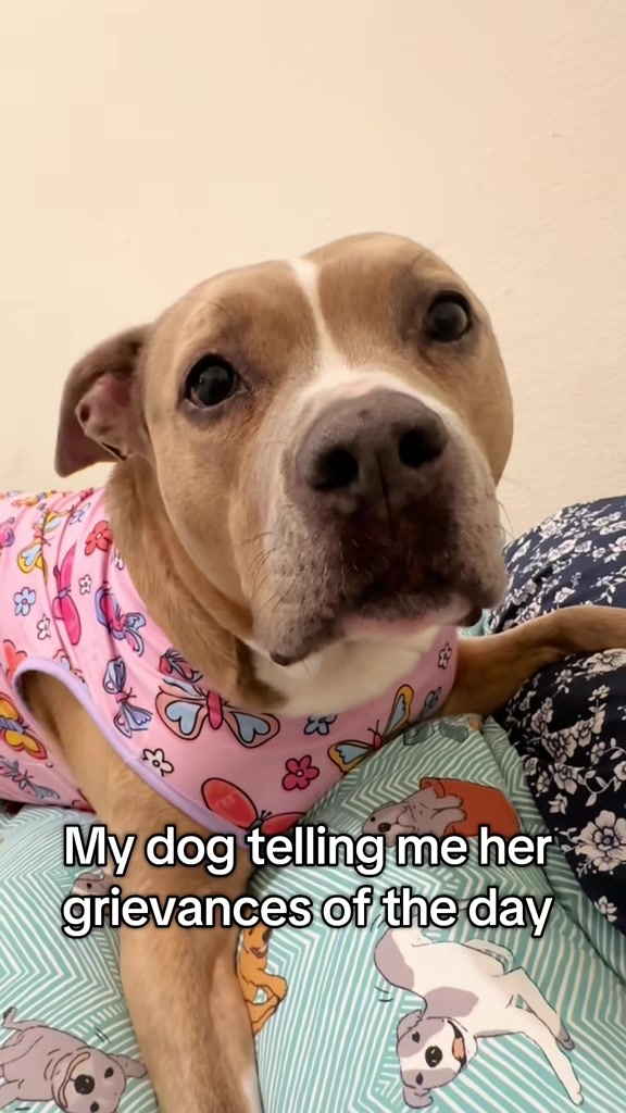 @Indie.pittie