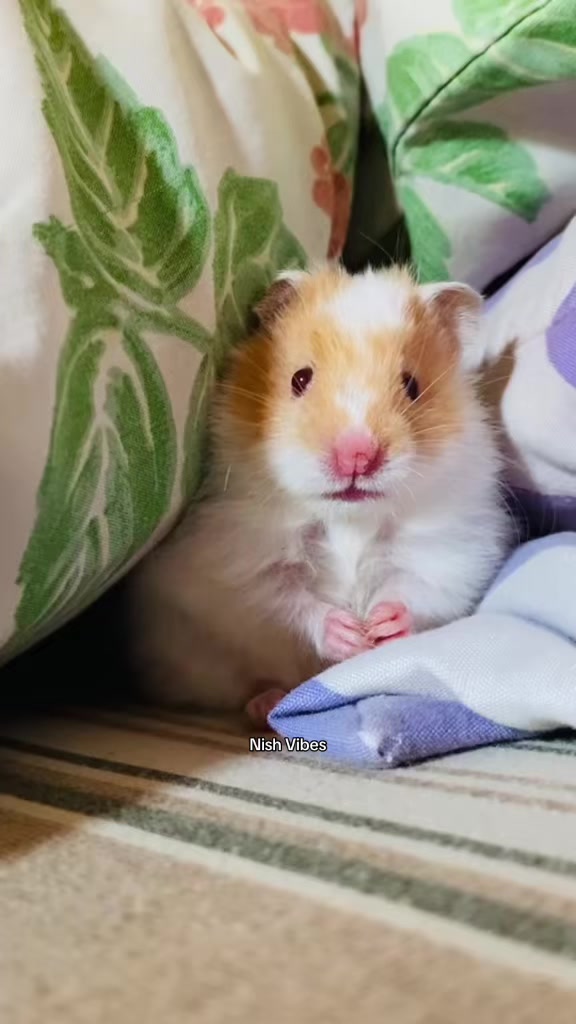 @chamee_🍭🥤