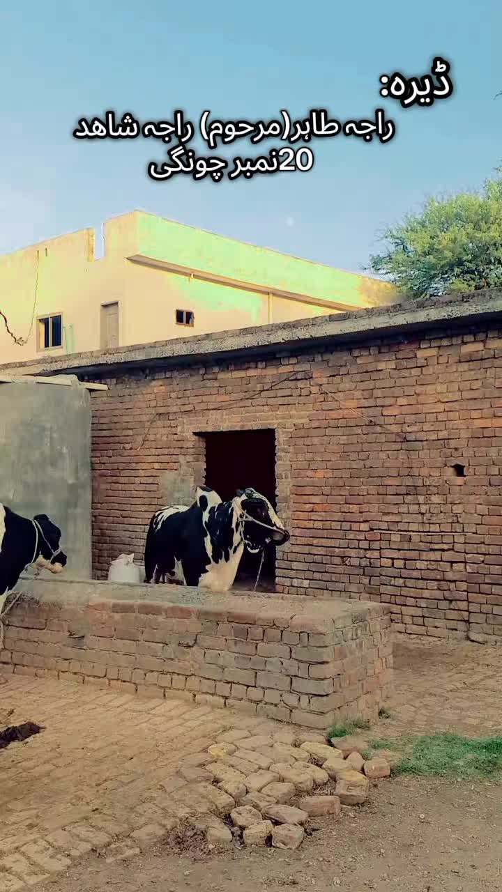 @✨نمبردار راجہ افضال✨