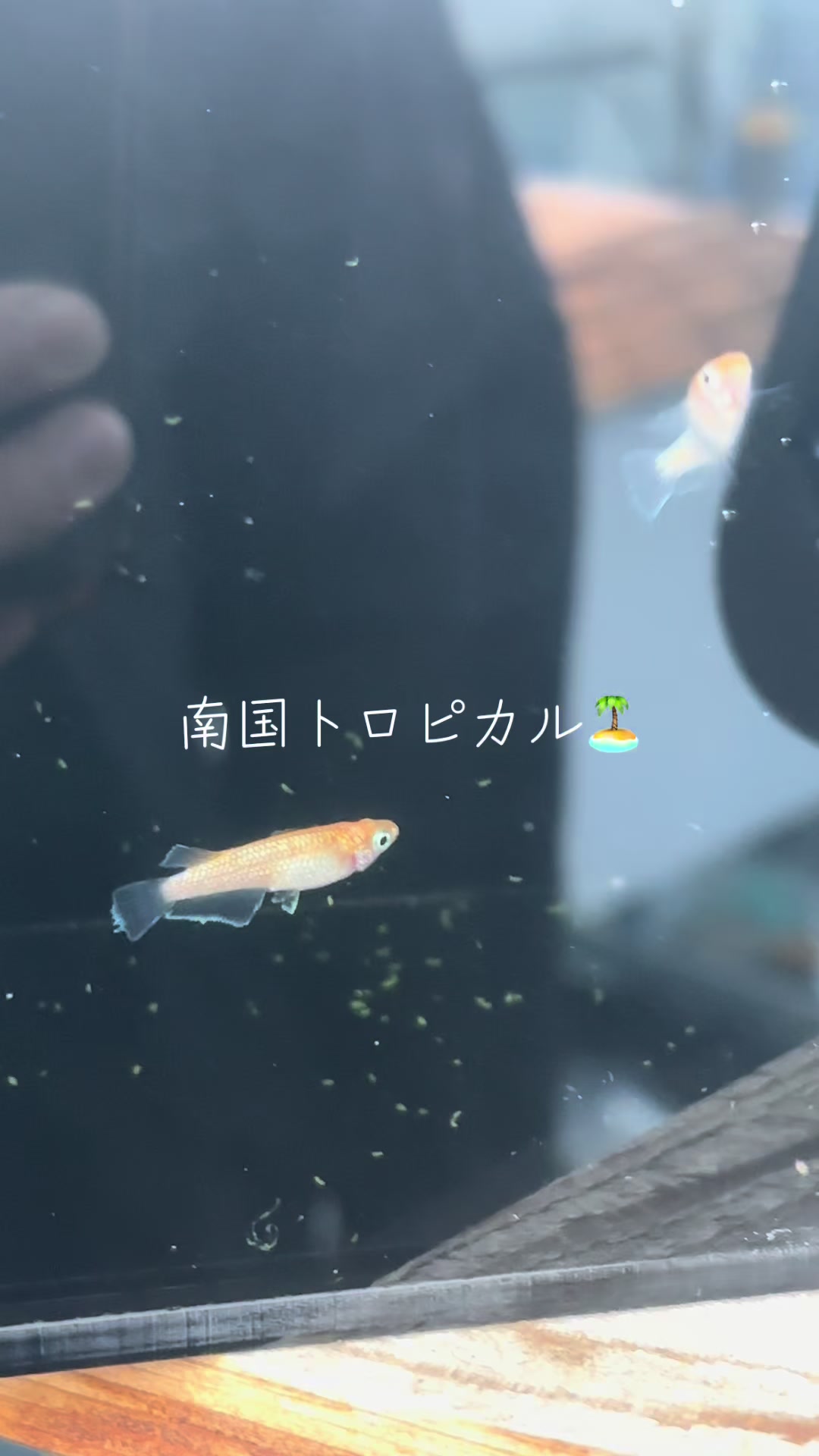 @LSメダカ