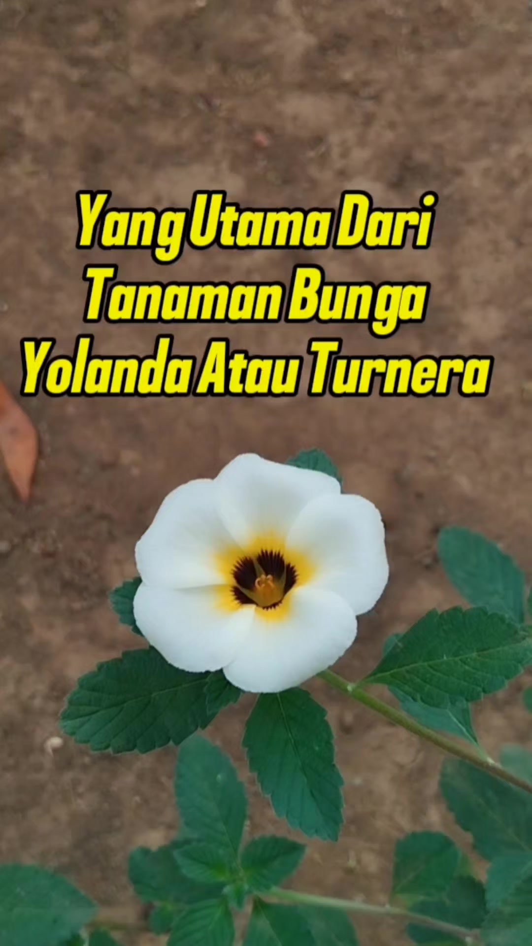 @Bukit Farming