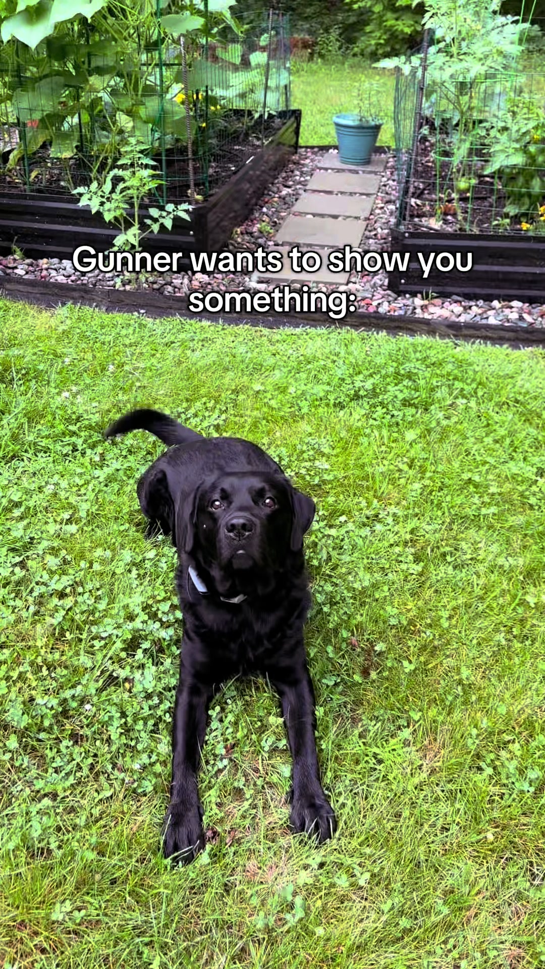 @Gunner the Good Boy Black Lab