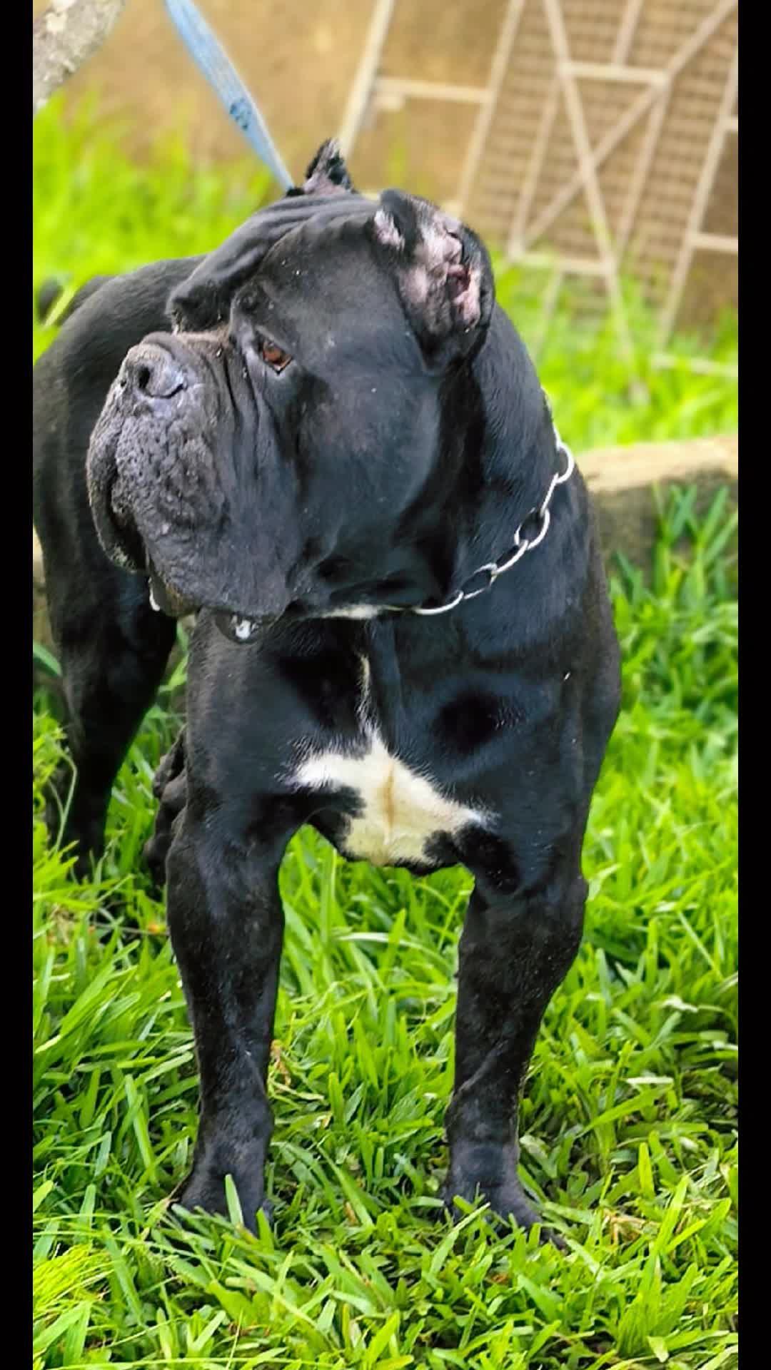 @FIRST CANE CORSO🐾🇨🇮🇨🇮🐾