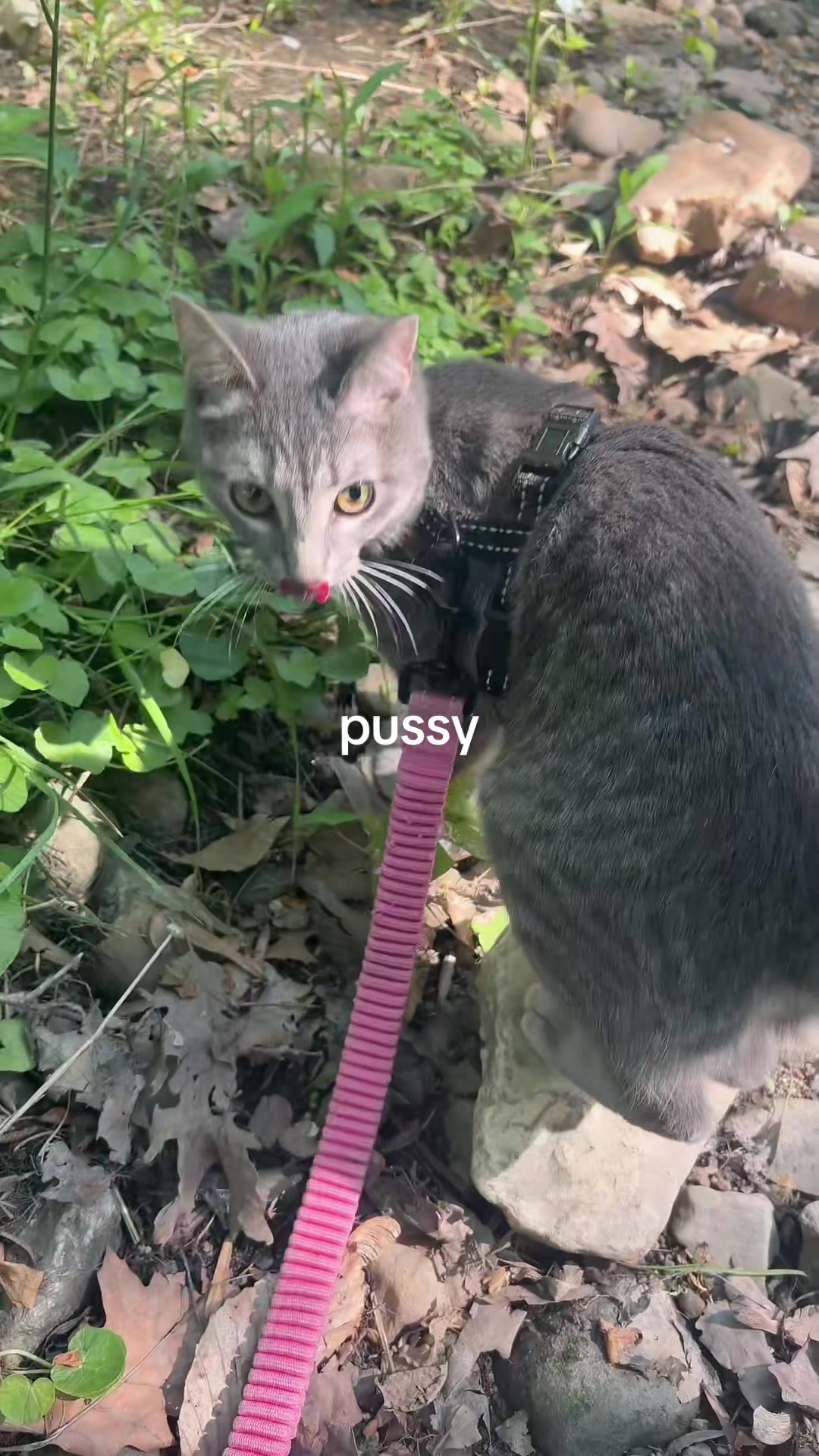 @༺ 𝓚 ༻
