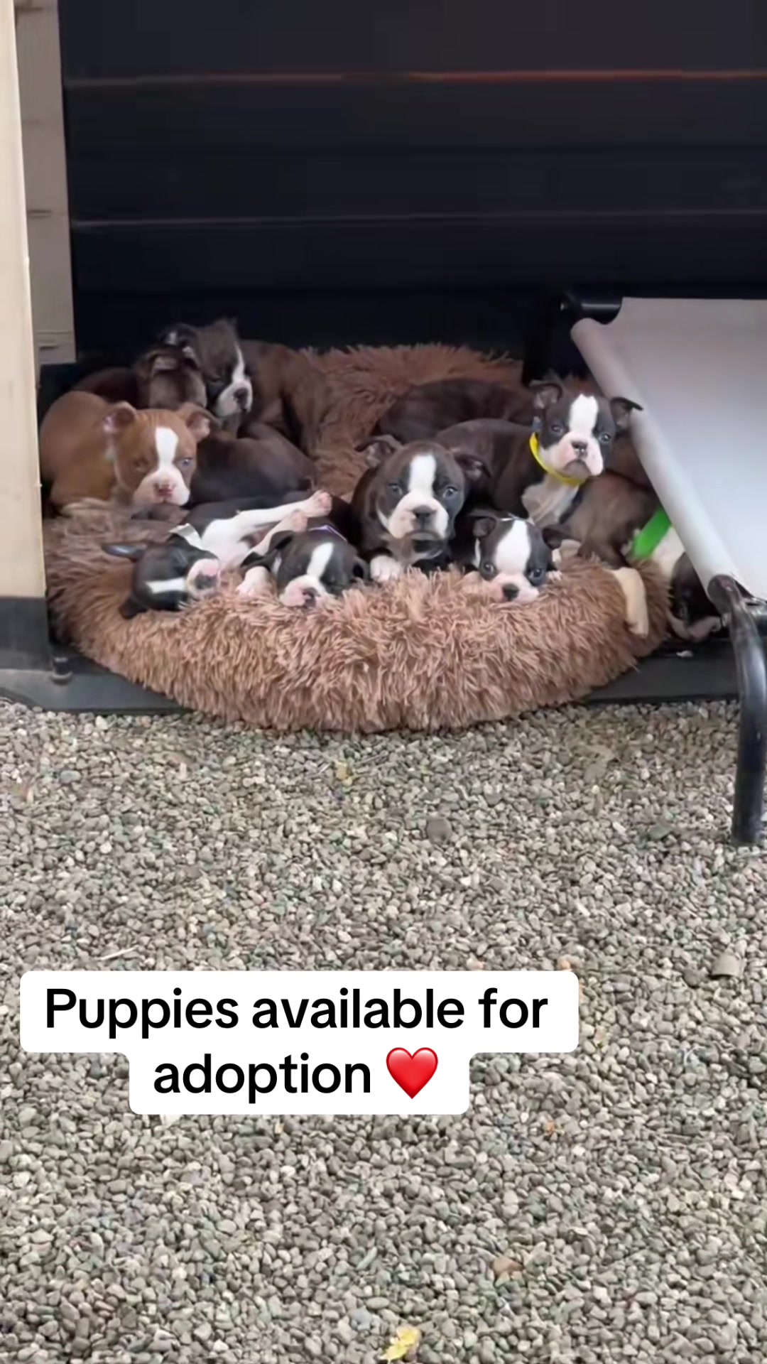 @Boston terrier puppies