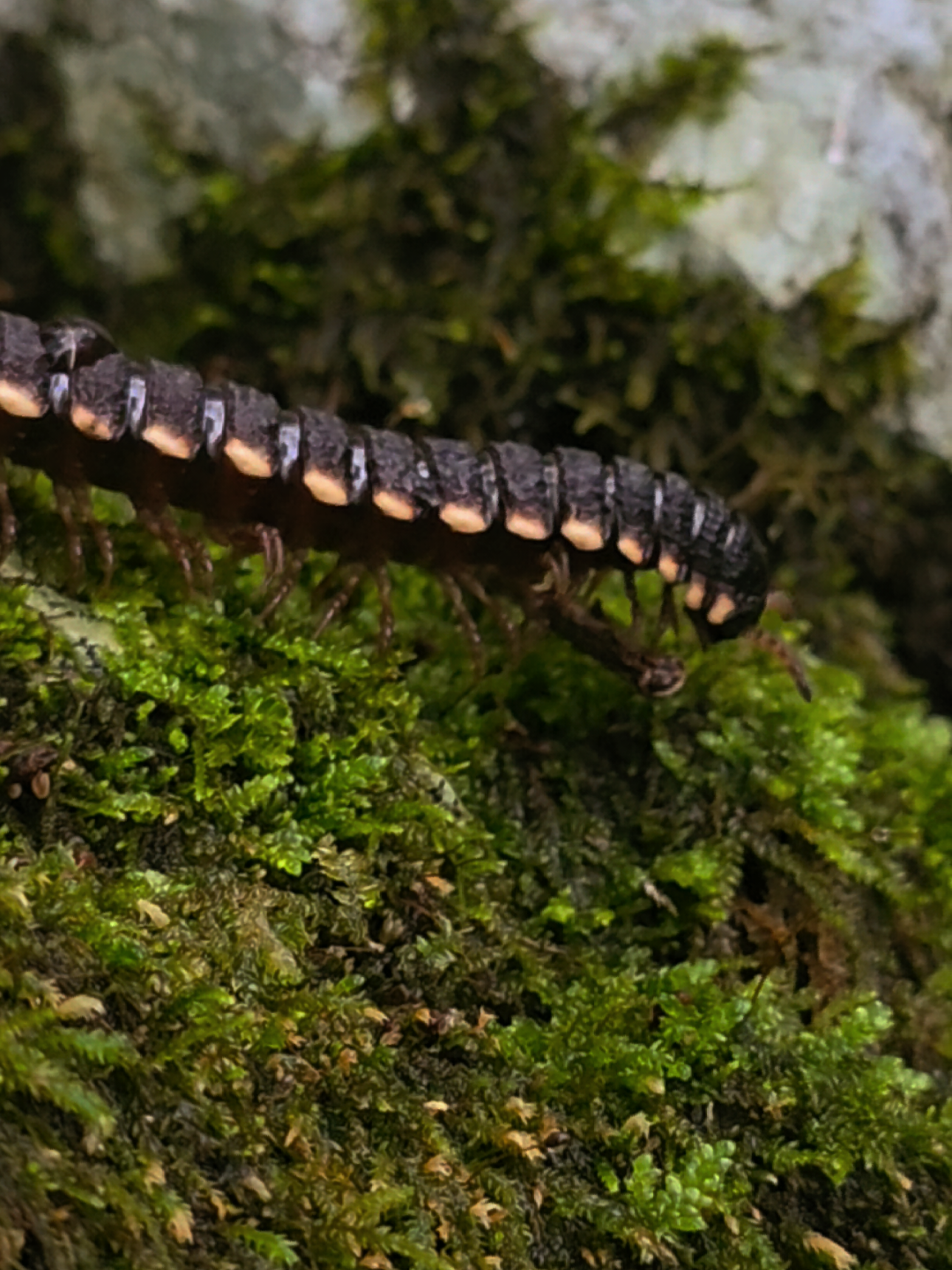@Carlos Granados