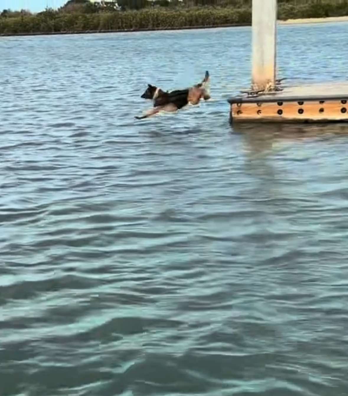 @K9.corporal