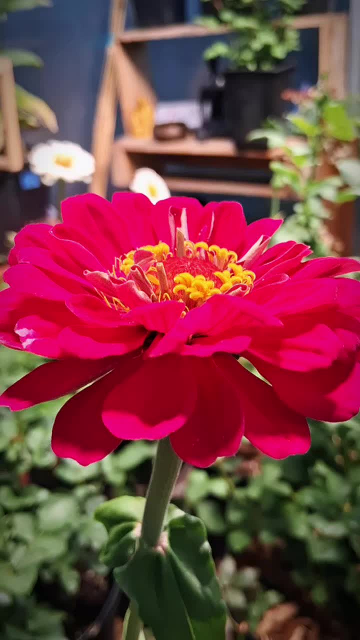 @RoseGardenMT