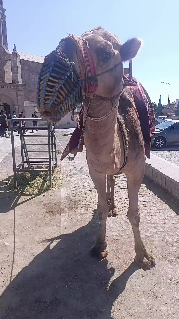 @Tanjucoskun51