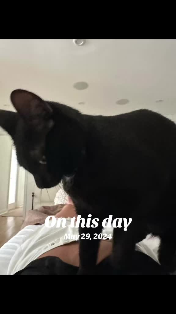@Oscar&ensp;Jeremy&ensp;the&ensp;cat!