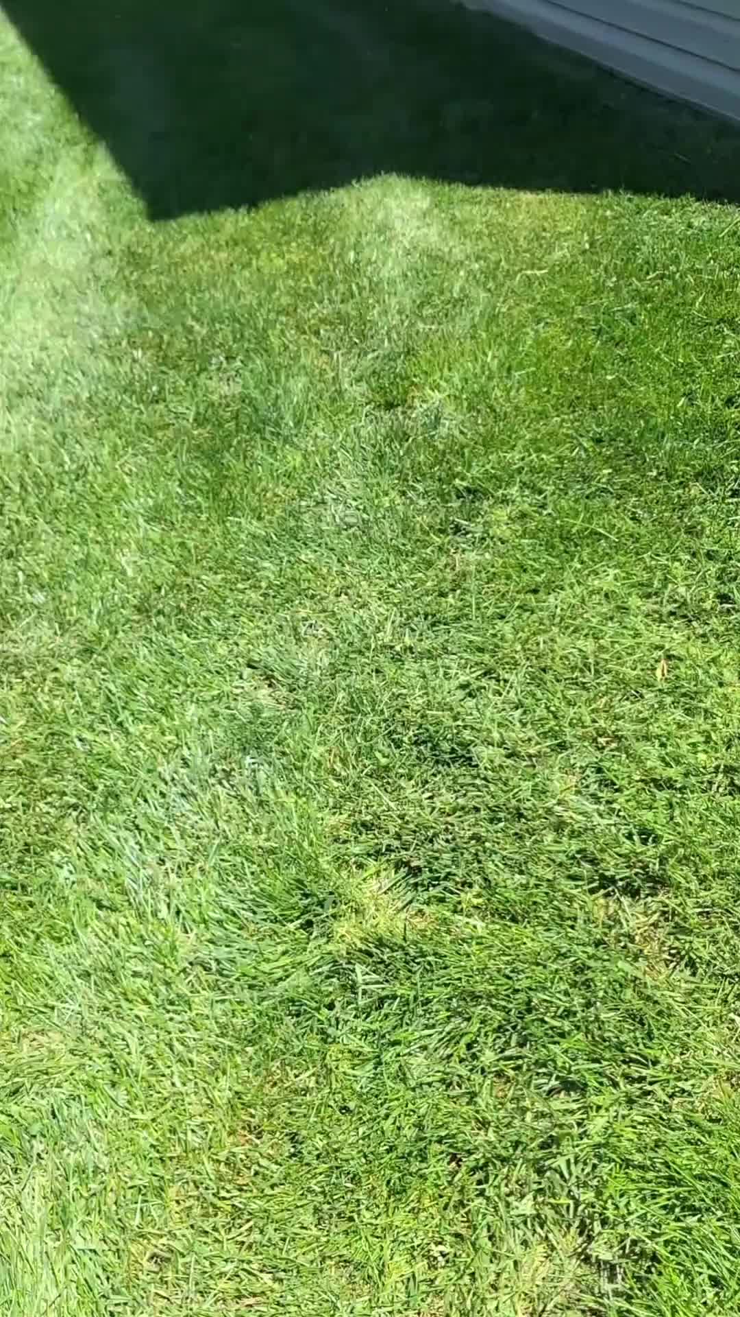 @Stripeleader