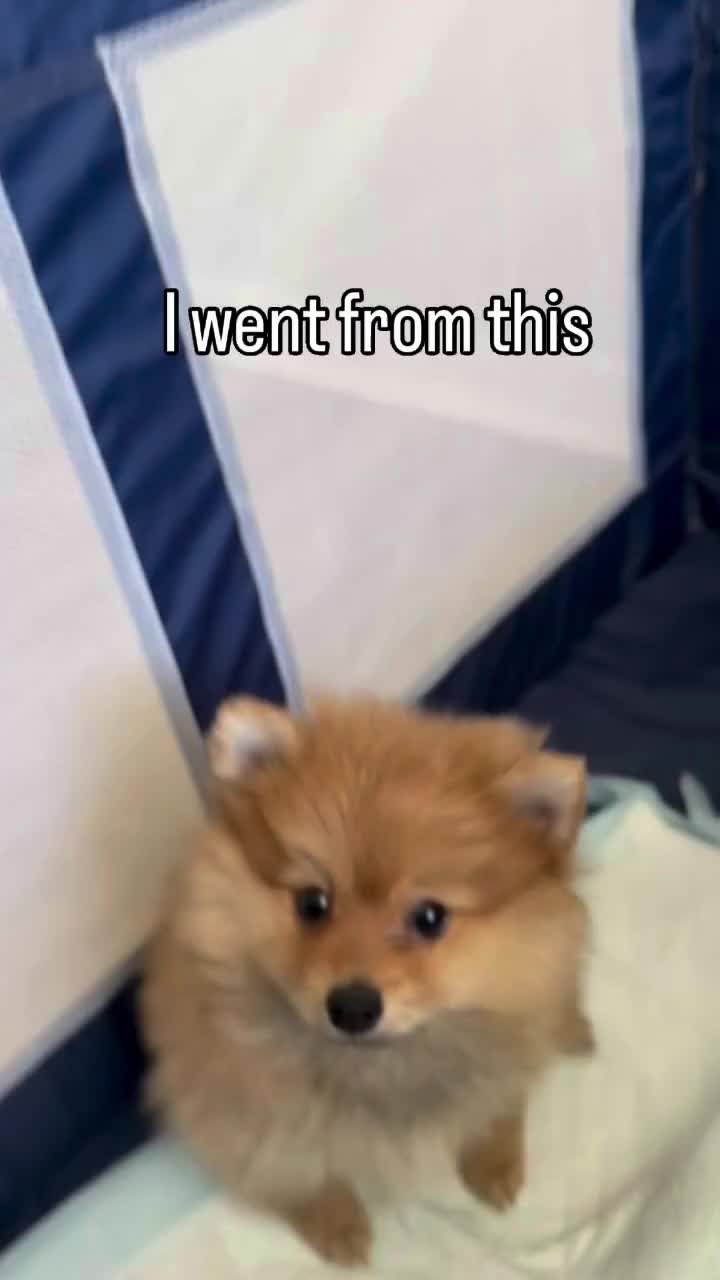 @tiffanysdiamonddogs