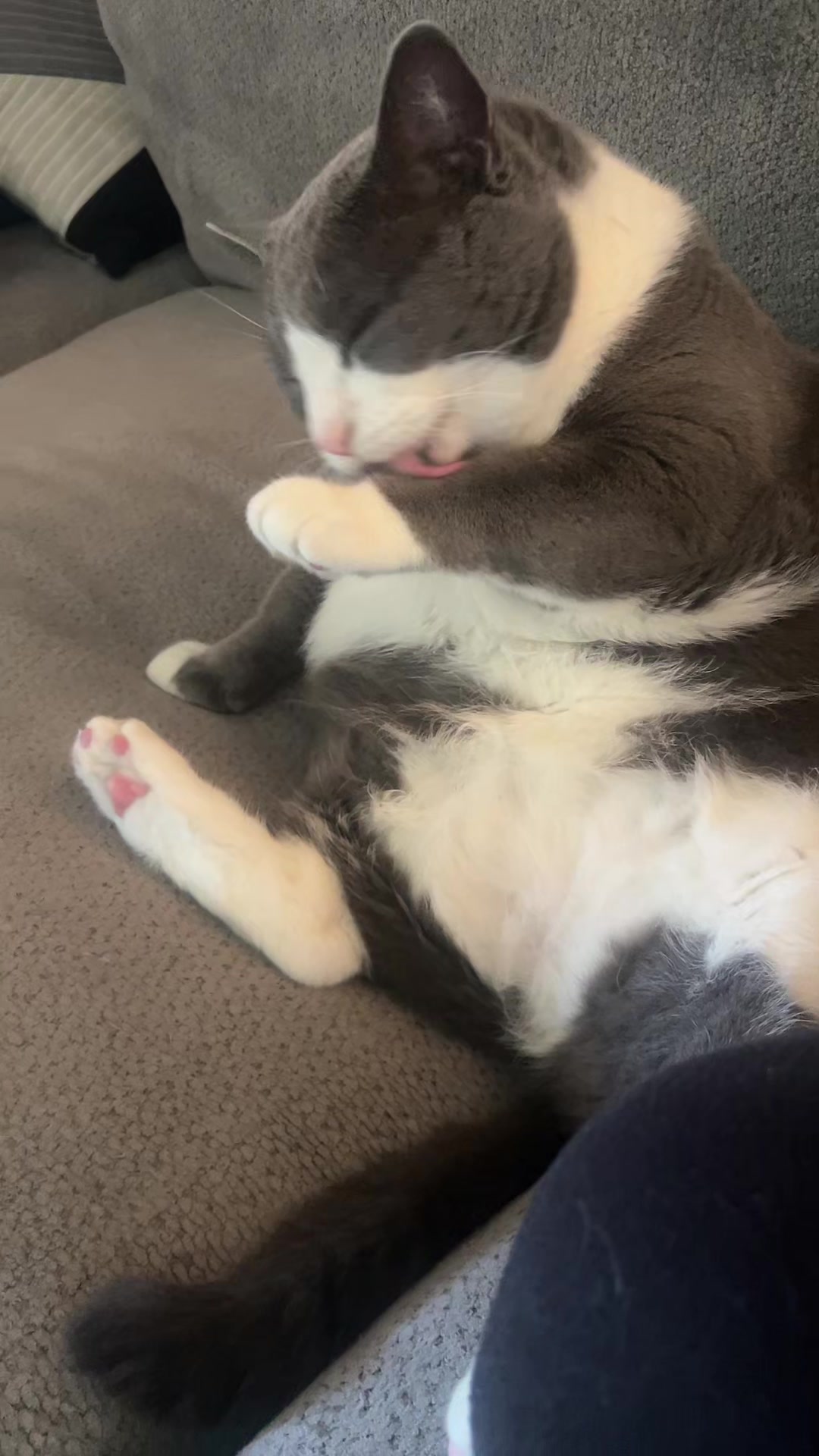 @😽MsKittyPaws😽