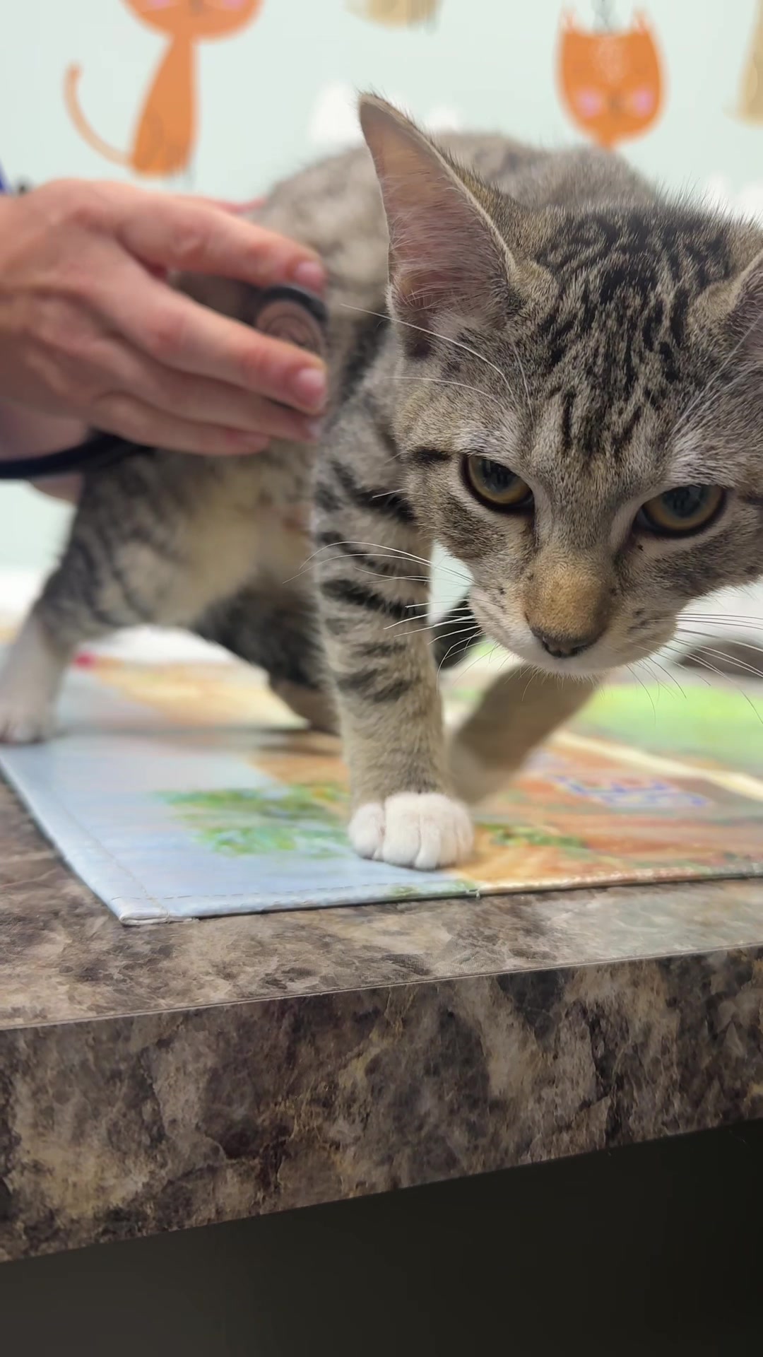 @Snodgrass Vet