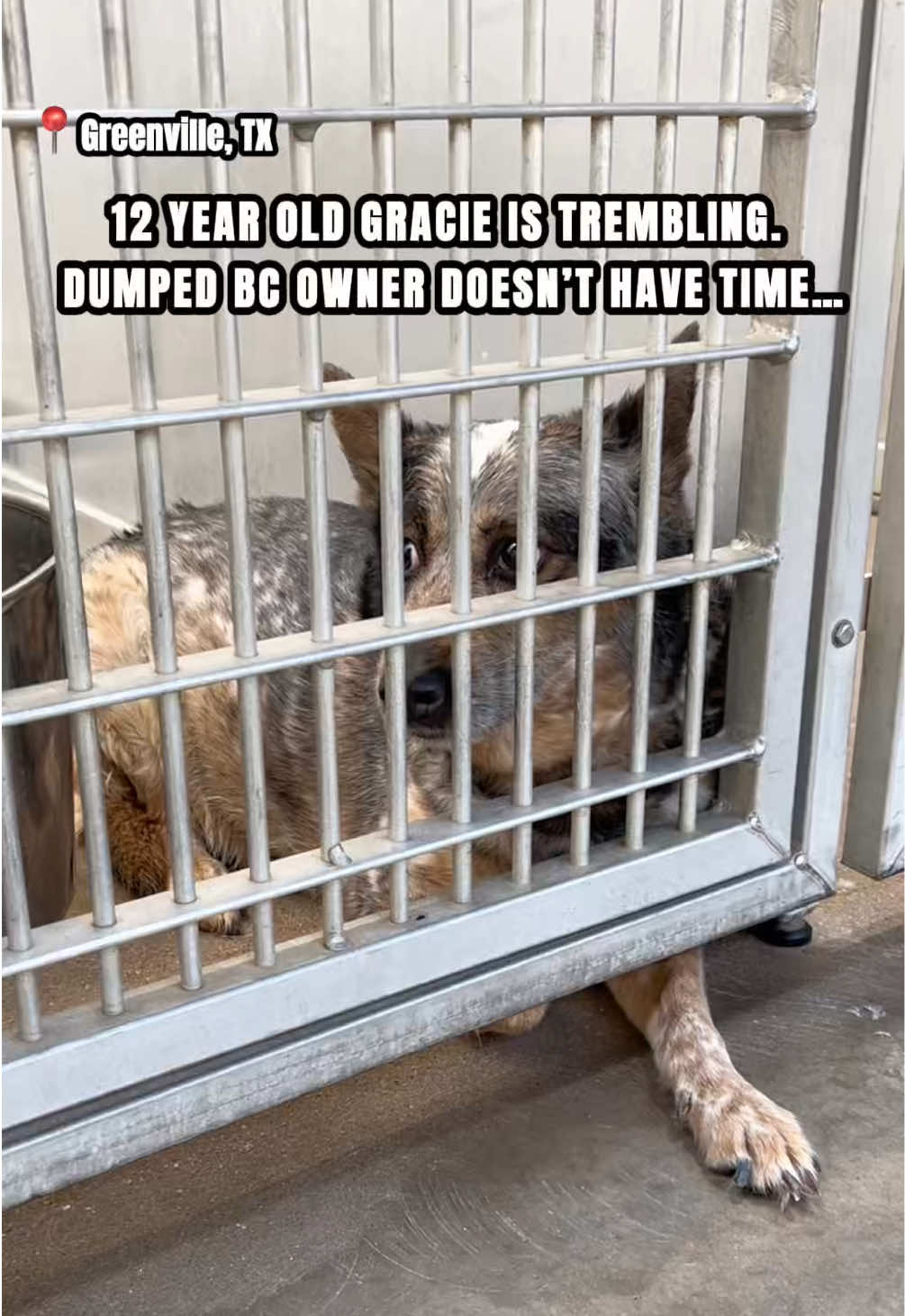 @The Dogs Need Our Help