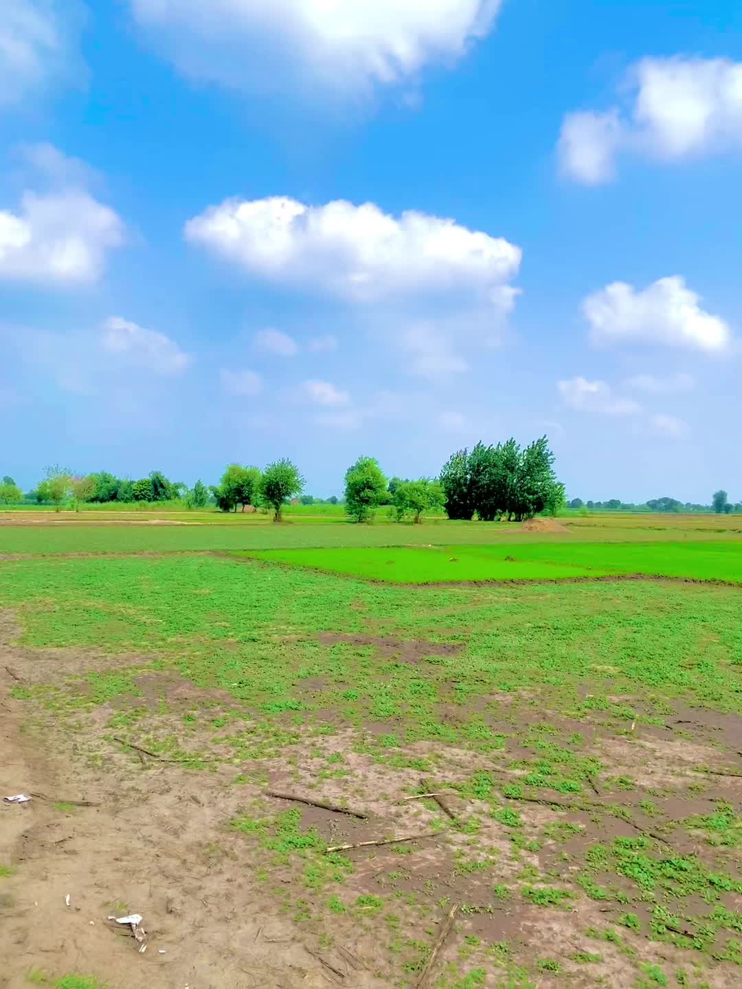 @میراپنجاب🌾🌞🌳