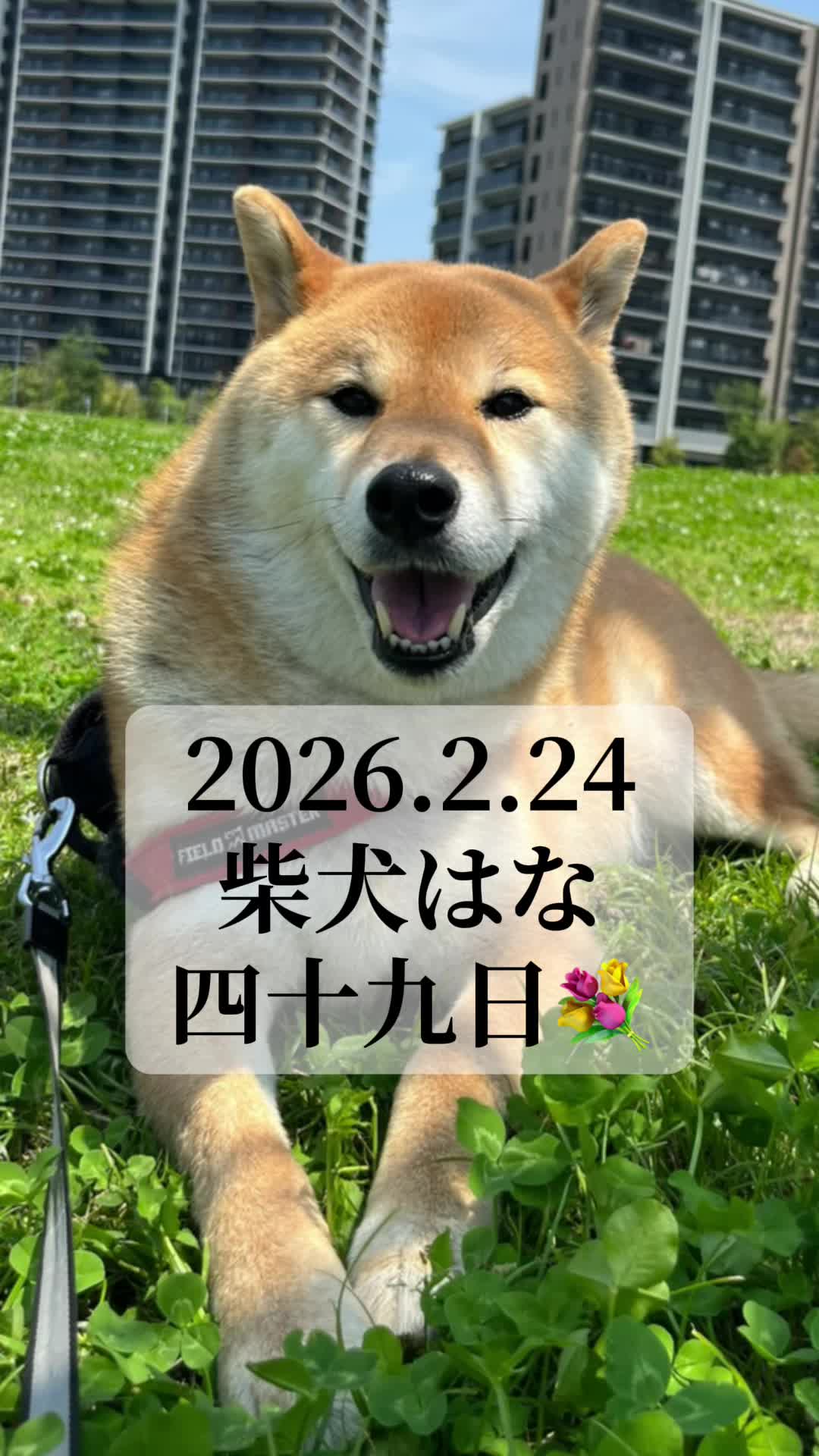 @柴犬はな🐾
