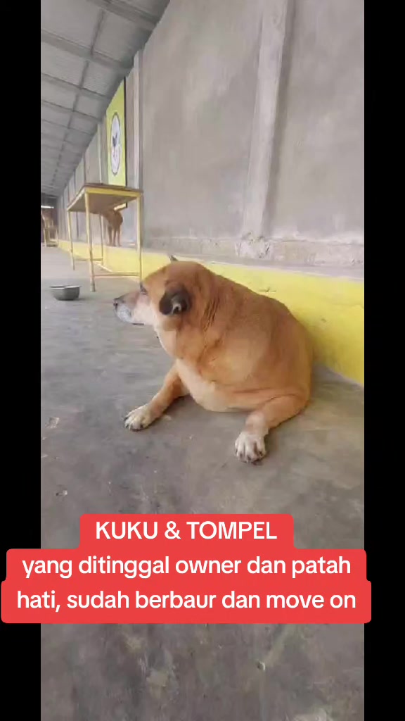 @JAMBI DOG LOVER✨