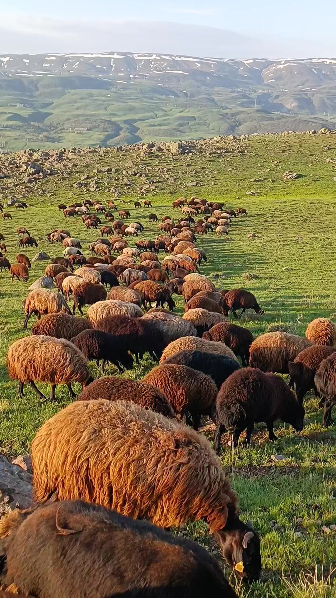 @Habip Baraçkılıç