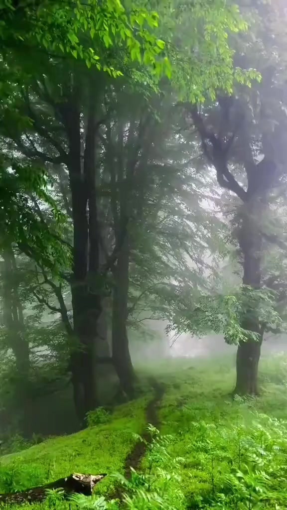 @واثقه بالله