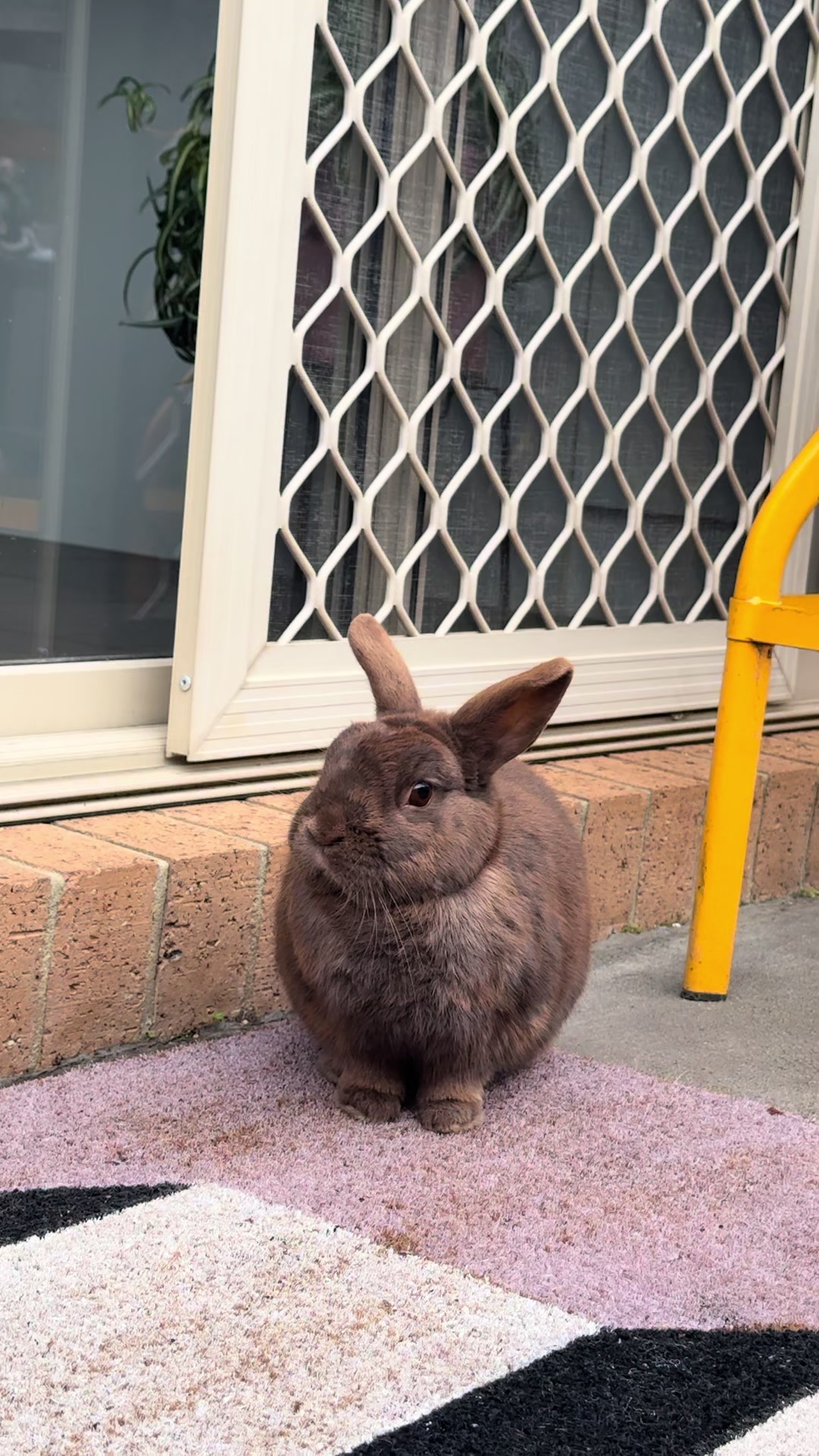 @Chocolate and Cheeto 🐶🐰
