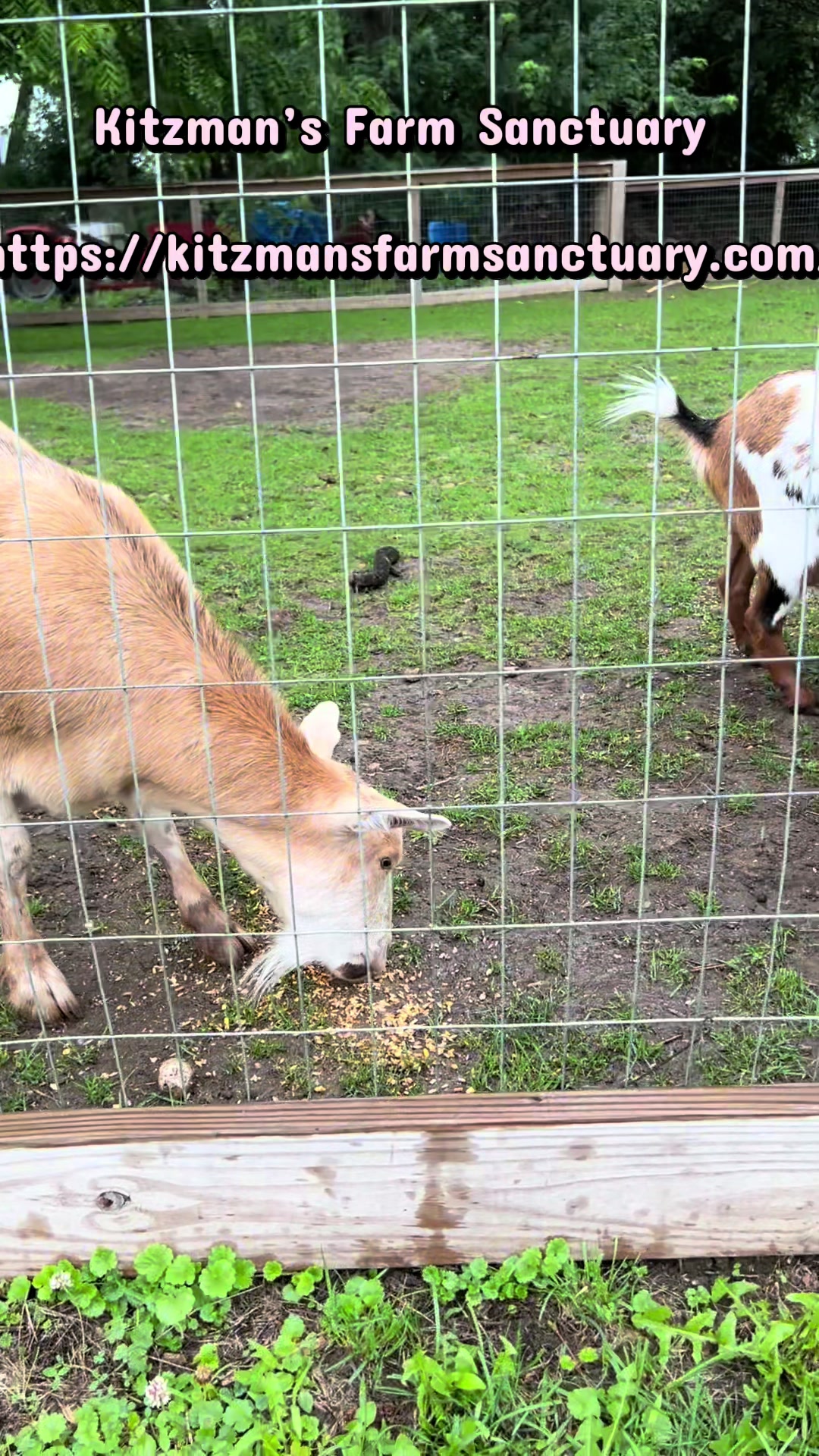 @Kitzman&rsquo;s Farm Sanctuary