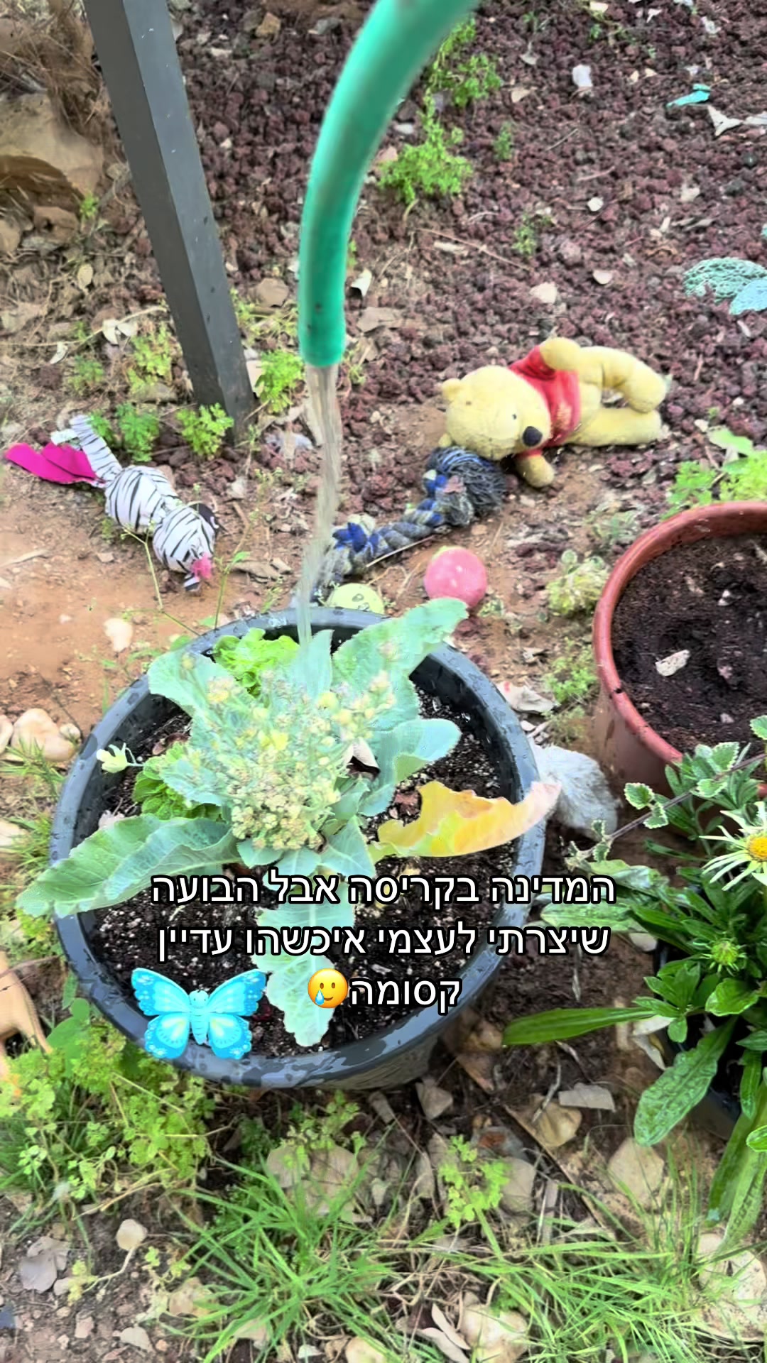 @מאיוש קושקוש