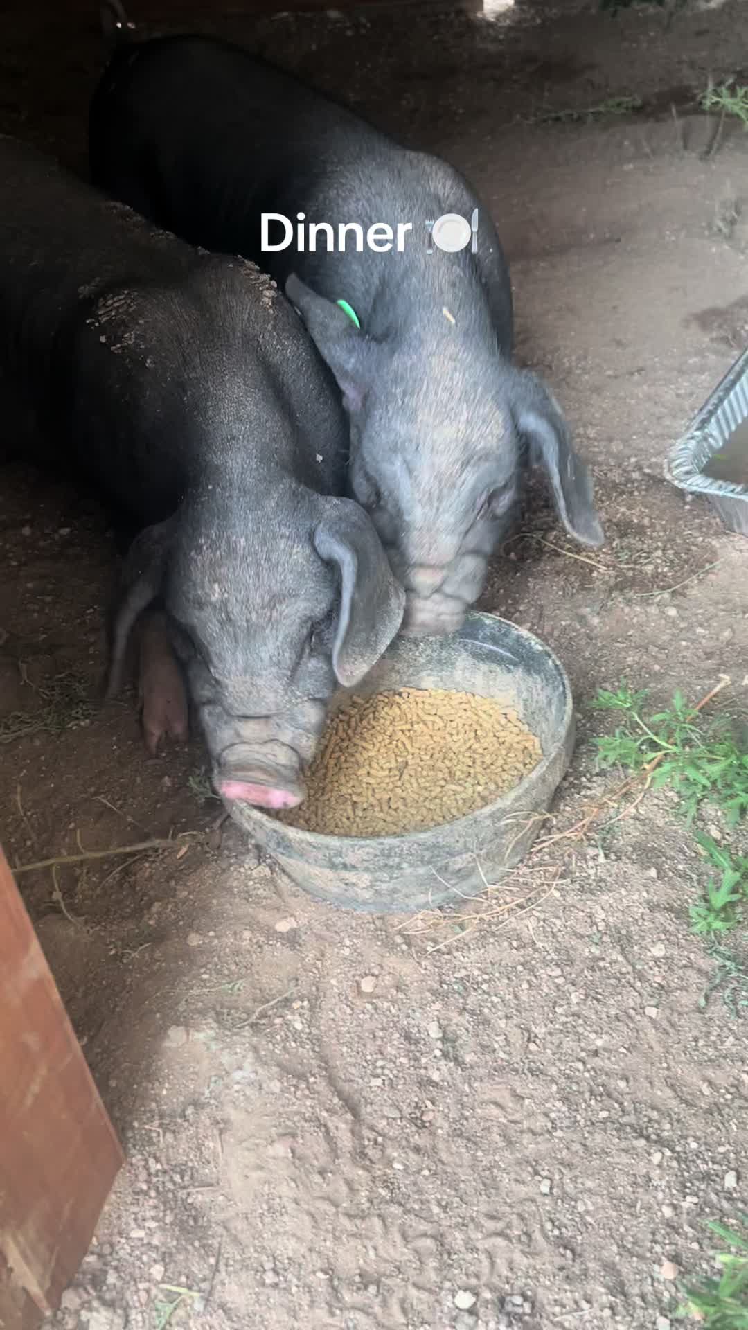 @Yakety Yak Ranch