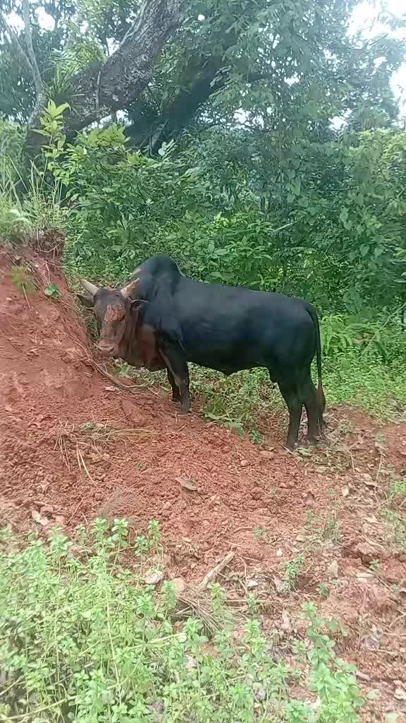 @Tanahun tiger