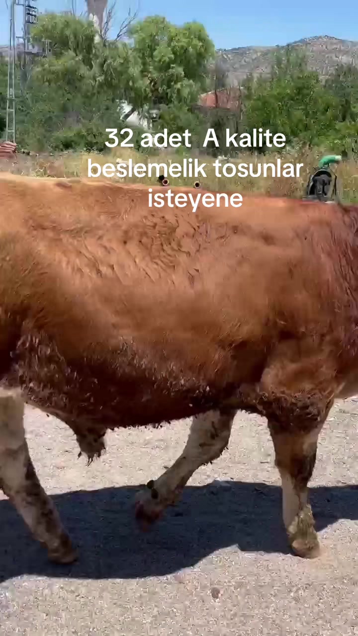 @Ender_yksl0