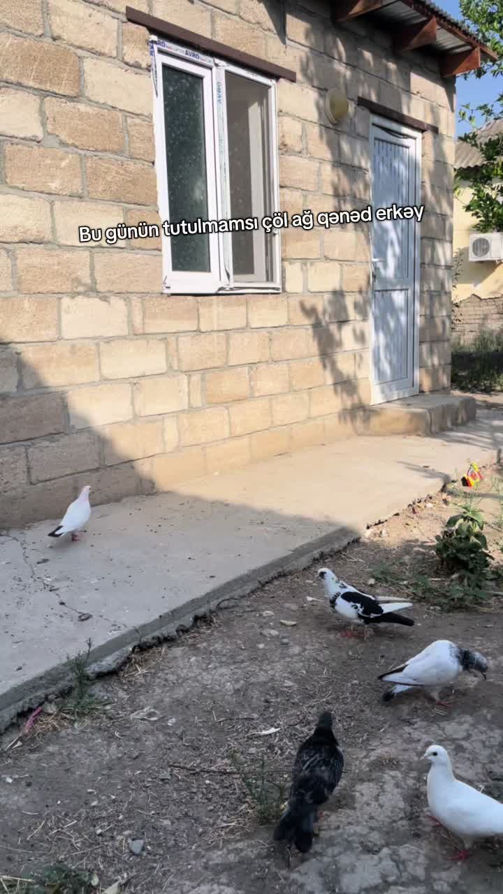 @𝗧𝗲𝘇𝗲 𝗠𝗲𝗵𝗹𝗲 🕊️