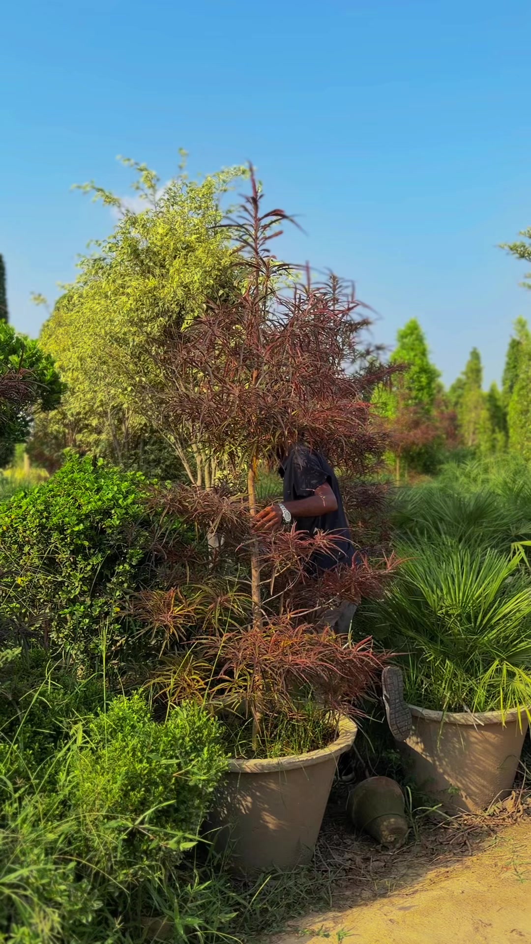 @AGP nursery farm pattoki
