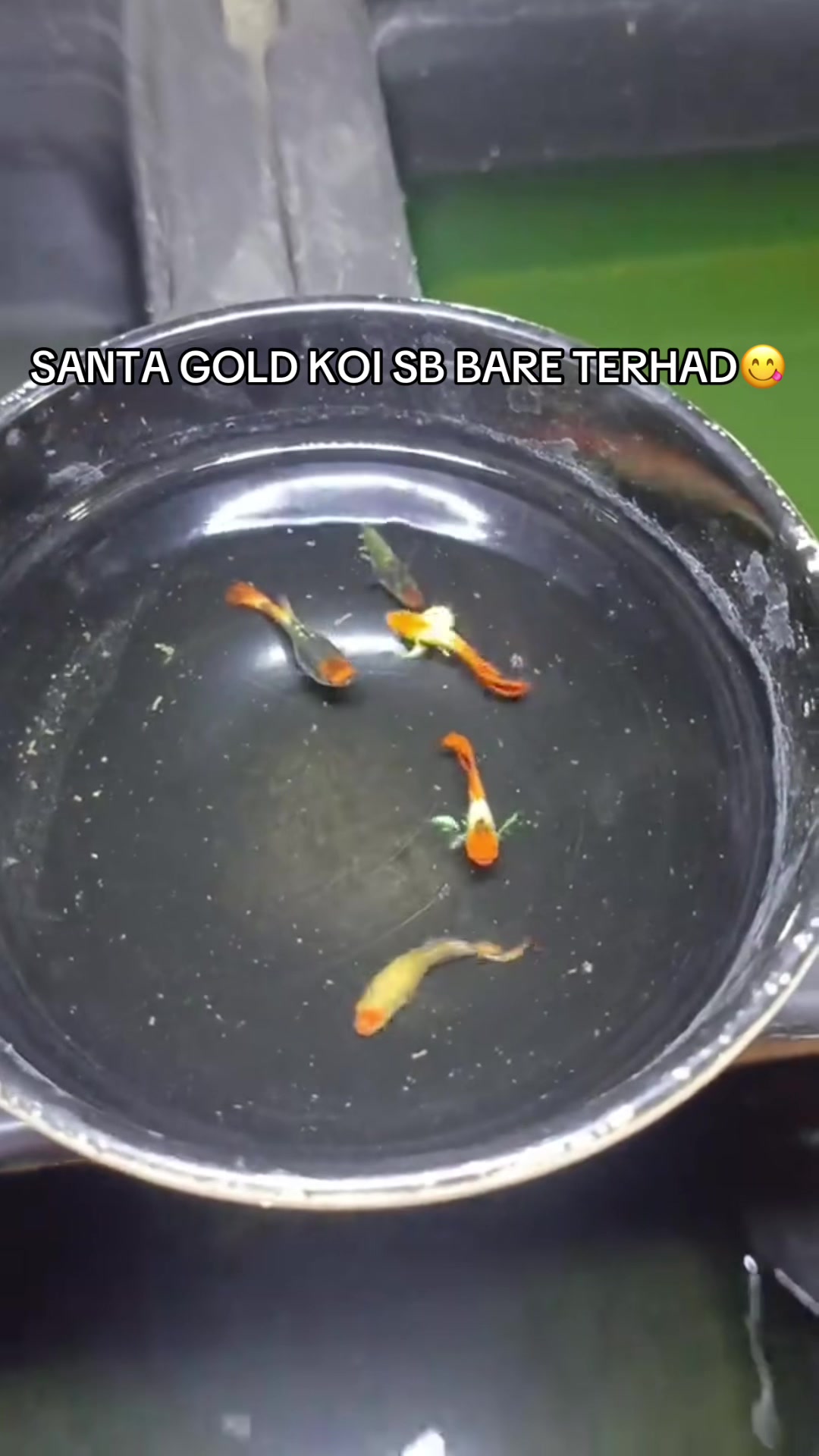 @RULL GUPPY HOUSE🏘️