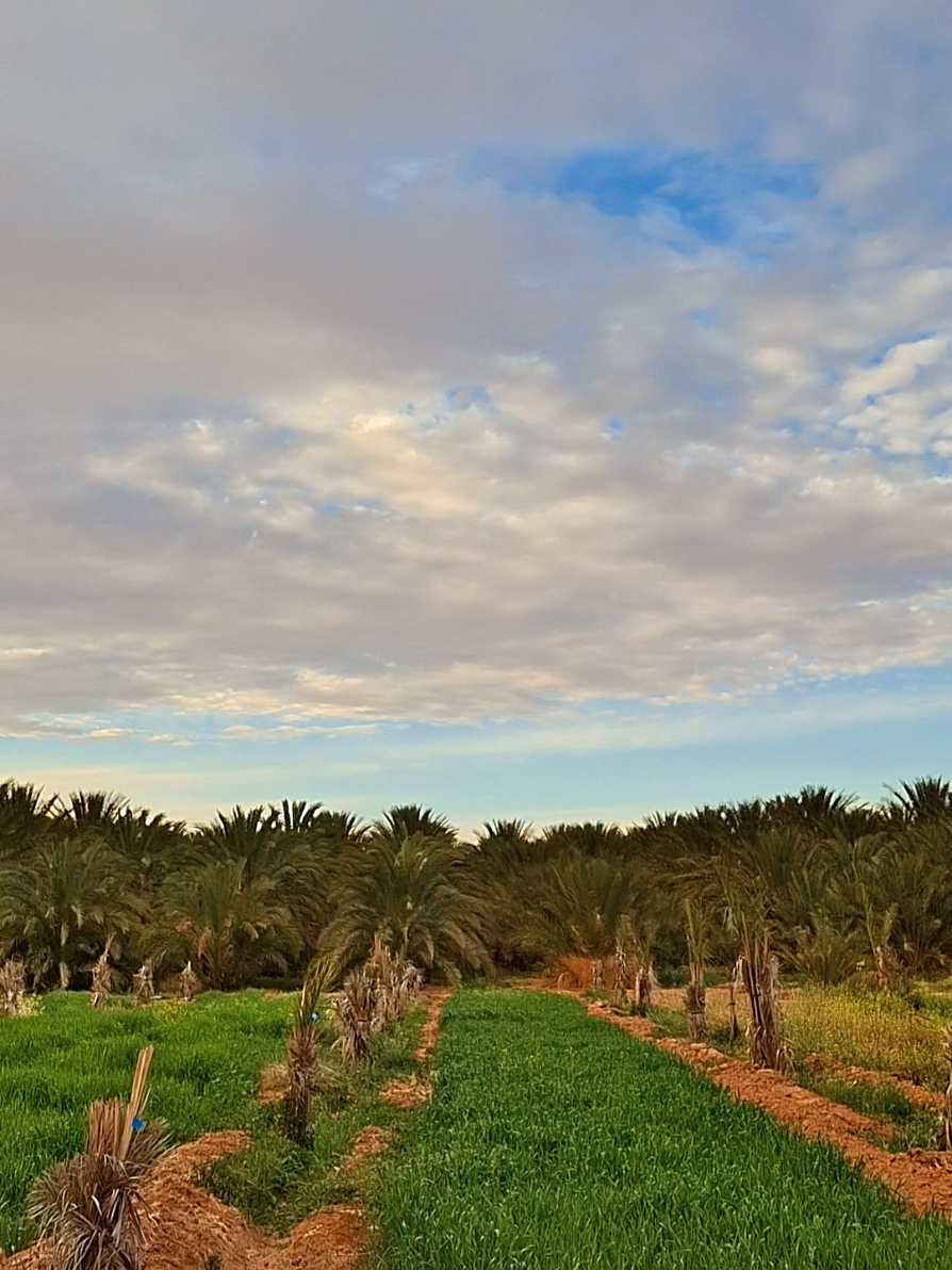 @مُسْـ☪ـلـم | 𝑴𝑼𝑺𝑳𝑰𝑴  ✪