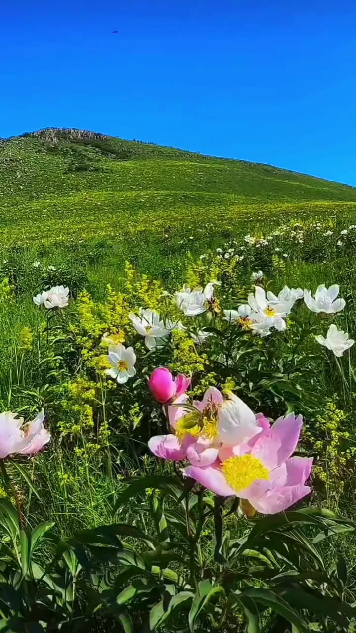 @Yavuz Çağlayan