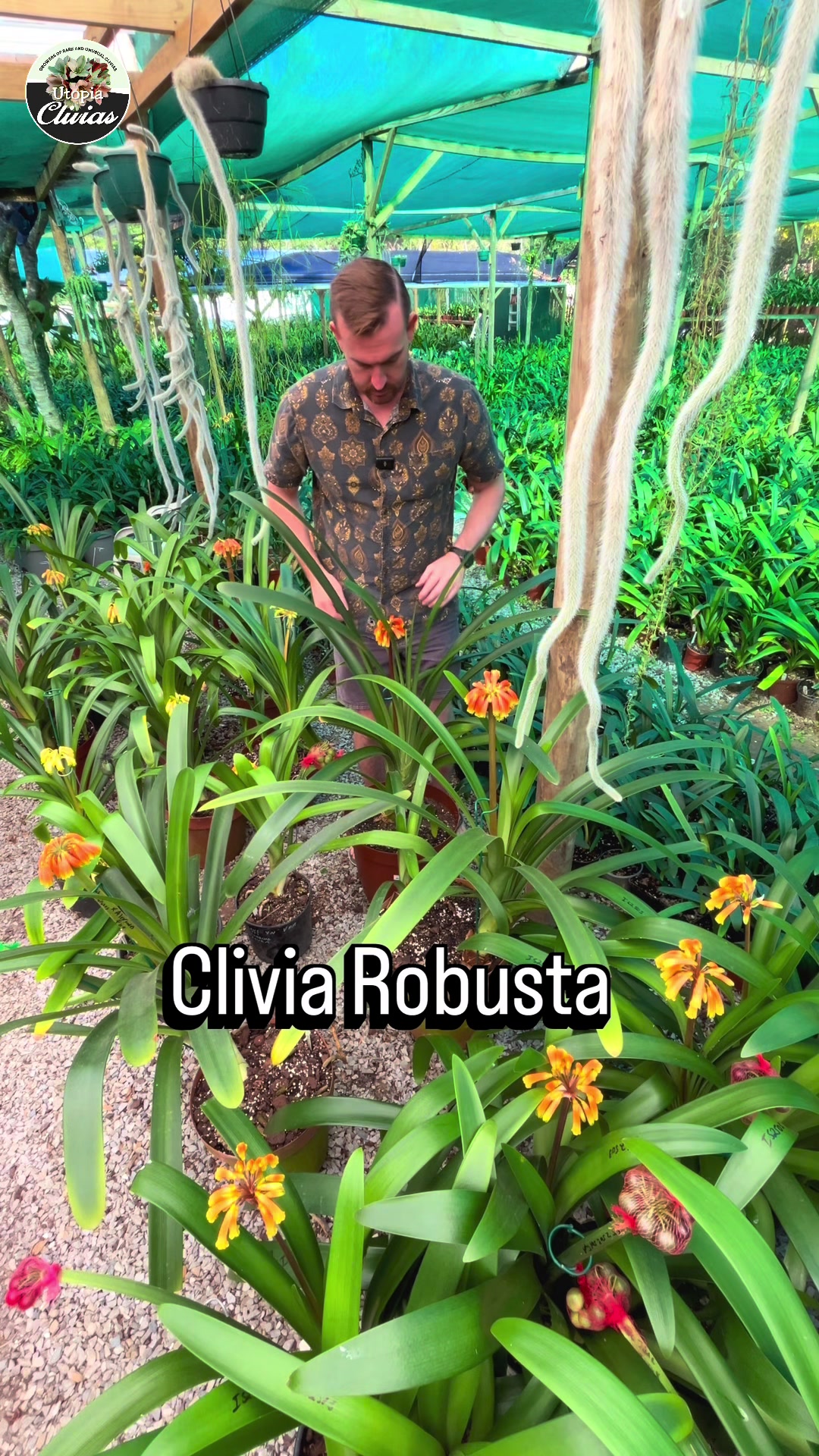 @utopiaclivias