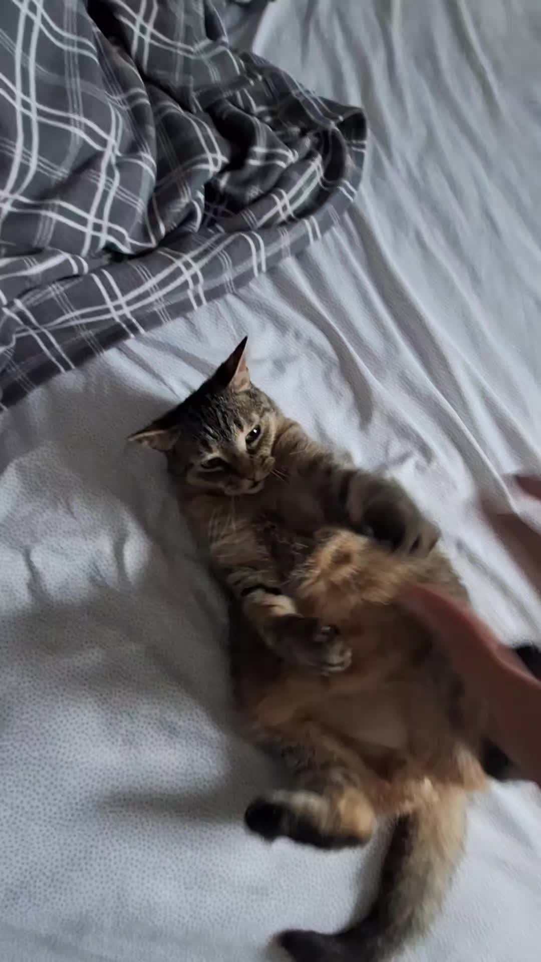 @Bellarda the cat