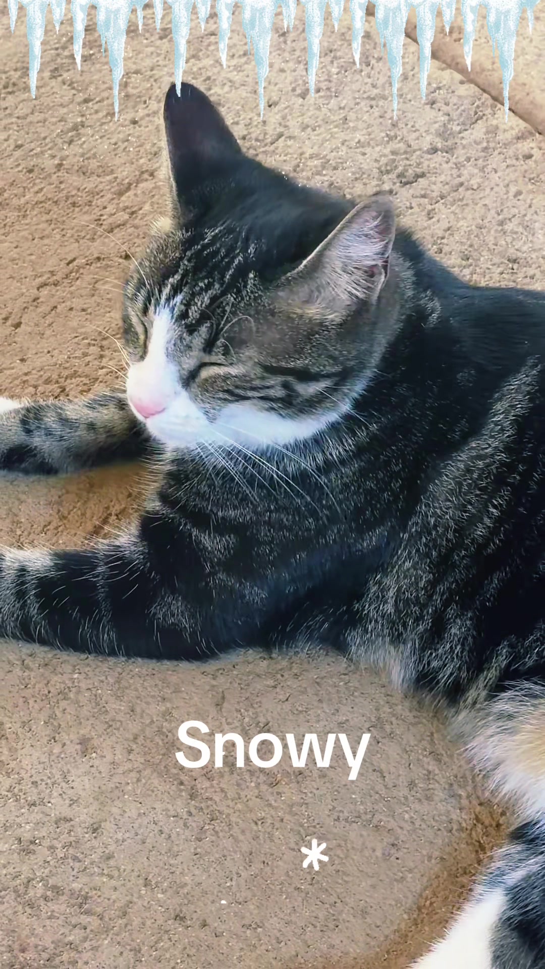 @Amri Gatitos