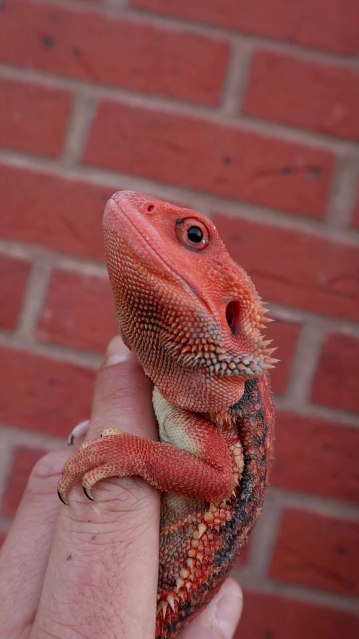 @Morph Reptiles