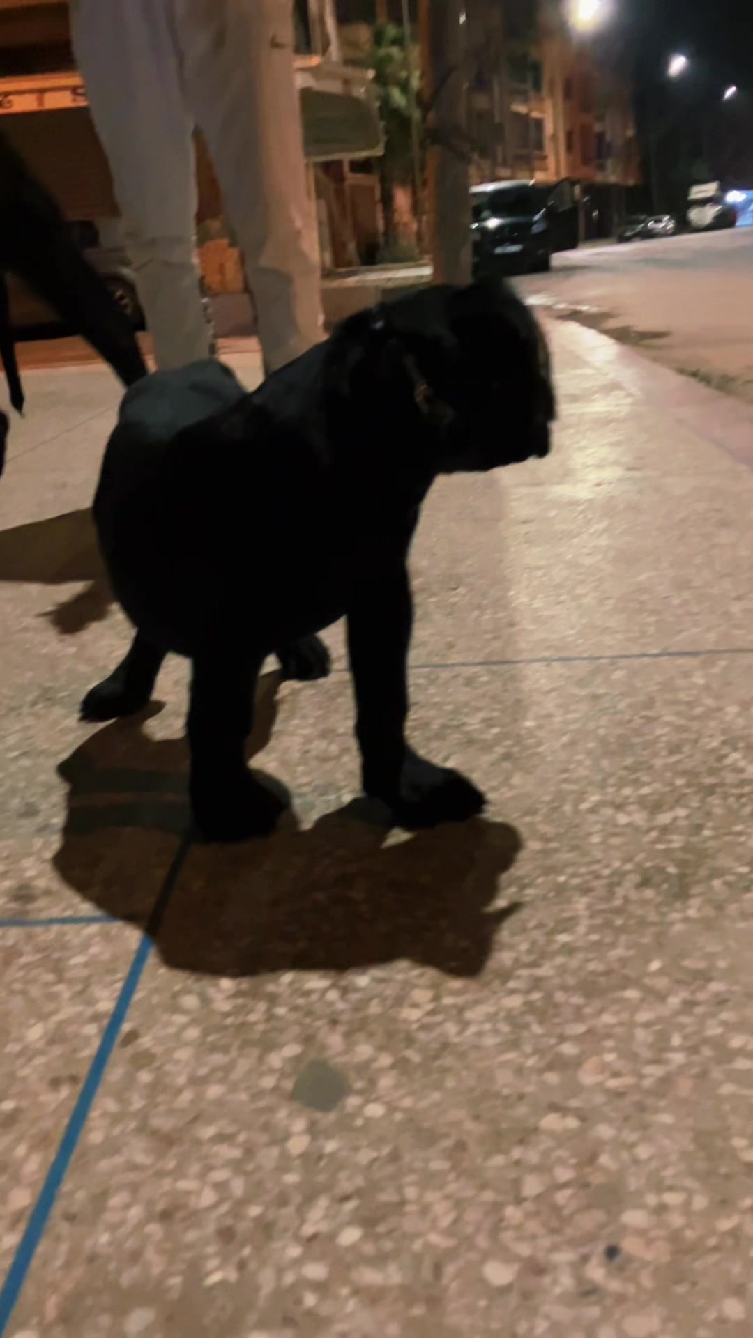 @canicorsoftmalinois