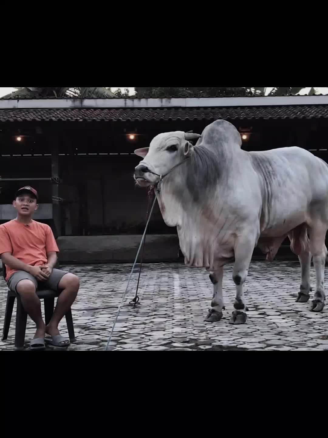 @PECINTA SAPI