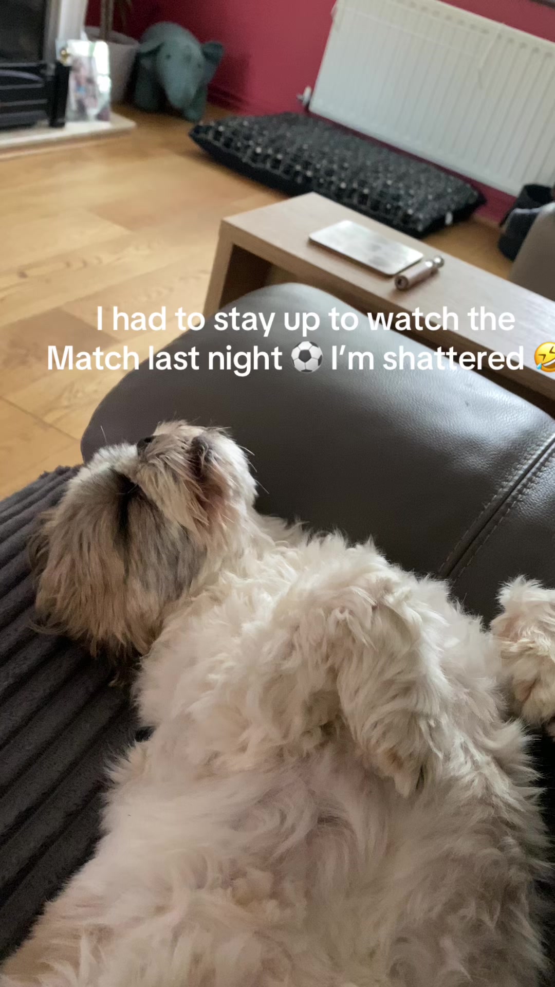 @Dotty and Daisy Shihtzu